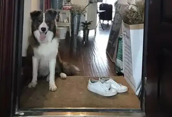 A dog can't talk. How do you know it loves you