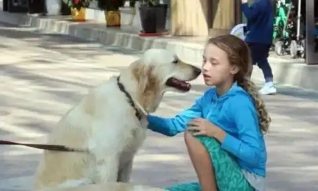 According to recent international studies, pet dogs may improve the social development of young children
