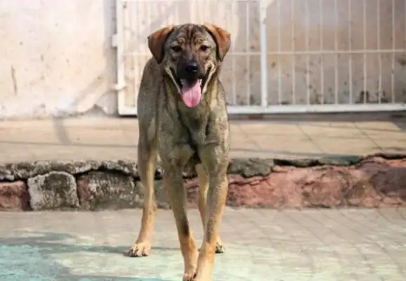 Skinny little stray dog. He's got a lot of care