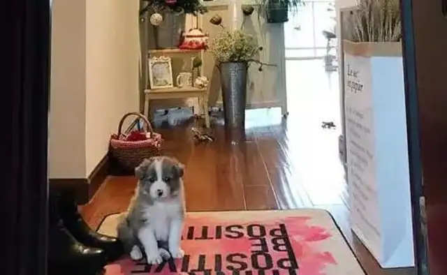 A dog can't talk. How do you know it loves you