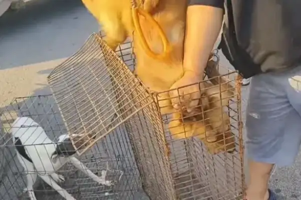 Faced with 350 bucks, the dog owner himself pulled the dog out of the car