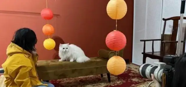 Z GENERATIONS PUSHES IT ECONOMY: BOTH CATS AND DOGS SPEND MONEY