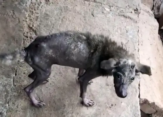 Skinny little stray dog. He's got a lot of care