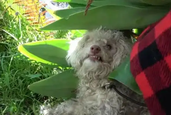 The VIP dog was in danger of being hit, the passersby came close, and the rescue knew it was invisible