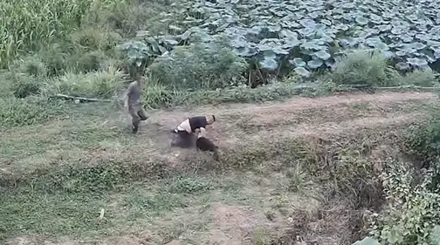 The man was bitten by a bad dog and strangled with his bare hands