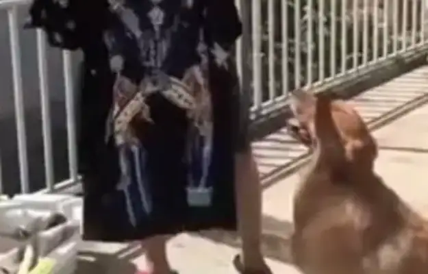 The man who hangs his clothes on the dog brought this, Master: You know too much