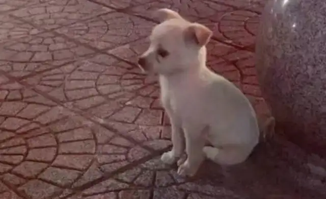 The stray dog is hiding by the rock. The little solitude is so lonely