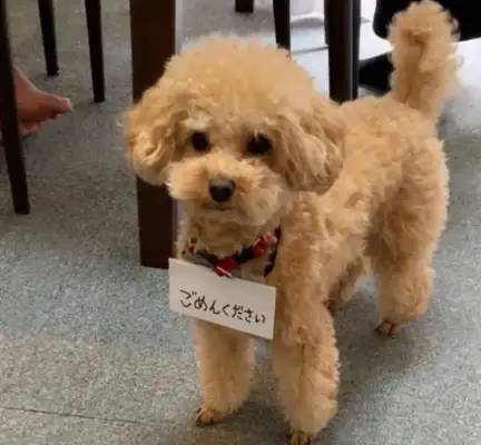 The dog likes to spy on the hairdresser, so the owner put a card on him