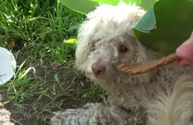 The VIP dog was in danger of being hit, the passersby came close, and the rescue knew it was invisible