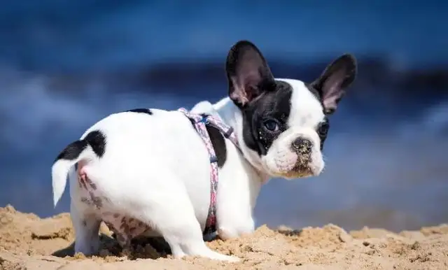 The dog was swollen like a balloon and thought she was pregnant