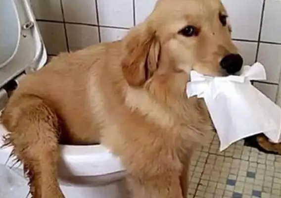 Dog's got the pisser, the shit-popping officer goes into the bathroom, and there's nothing he can do