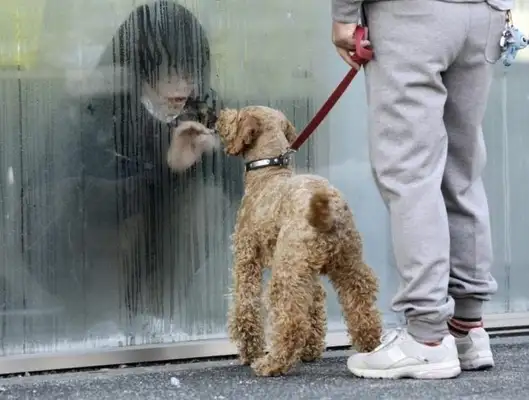 They pay a lot of money to buy a dog's nest, and the dog likes a cup of tea. Okay