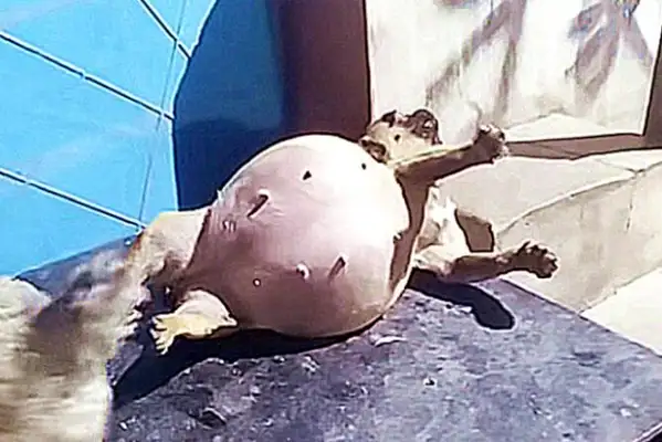 The dog was swollen like a balloon and thought she was pregnant
