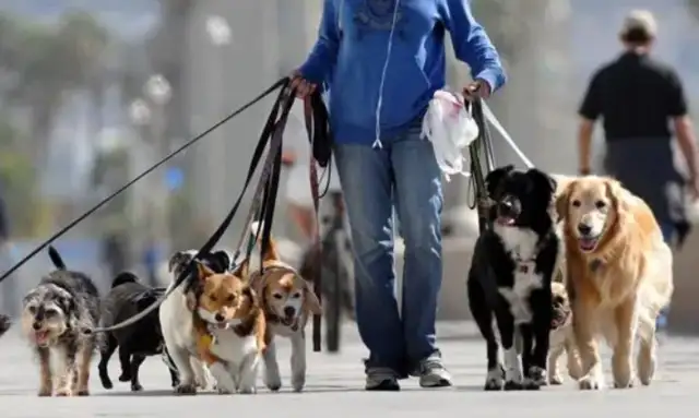 The university student, "Living for Dogs" is famous, and the lawyer says it's a responsibility to help walk the dog