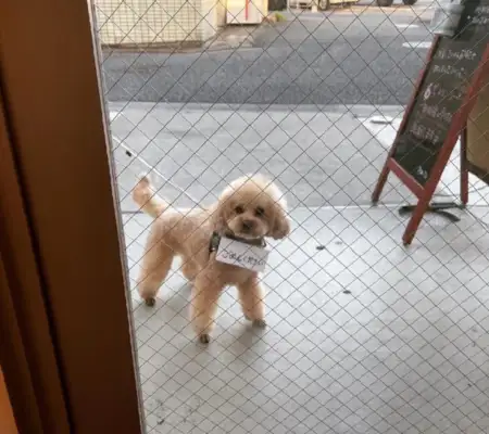 The dog likes to spy on the hairdresser, so the owner put a card on him