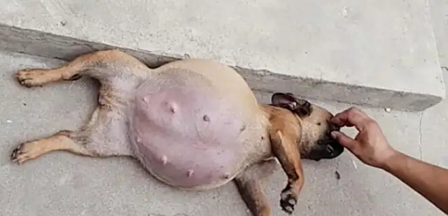 The dog was swollen like a balloon and thought she was pregnant