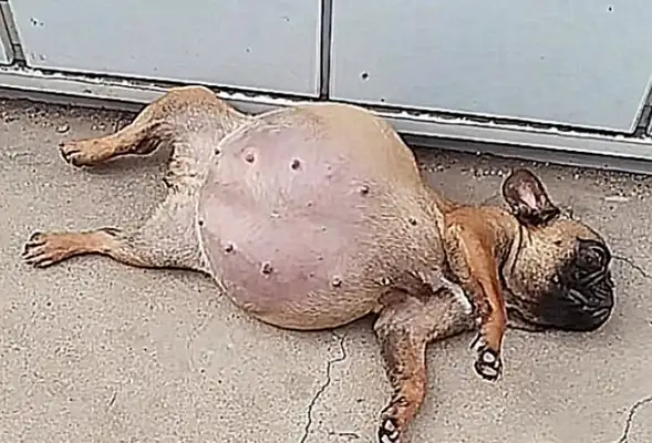 The dog was swollen like a balloon and thought she was pregnant