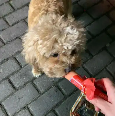 The stray dog lay on the sidewalk, the girl hugged in the sidewalk and wanted to leave, and the little one followed