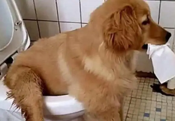 Dog's got the pisser, the shit-popping officer goes into the bathroom, and there's nothing he can do