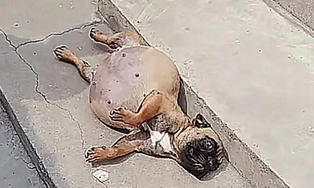 The dog was swollen like a balloon and thought she was pregnant
