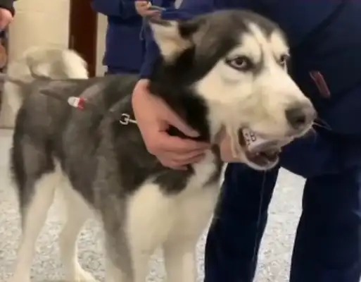 Stupid dog: these two dogs can't even eat without being stuck