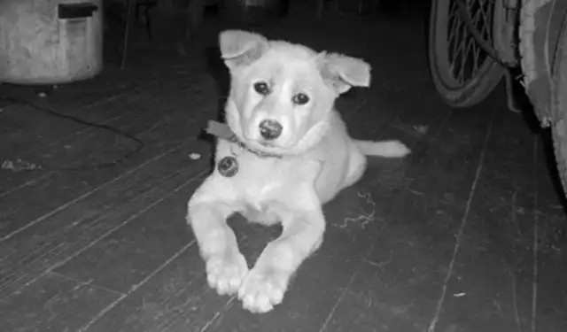 The dog was taken away by a strange girl