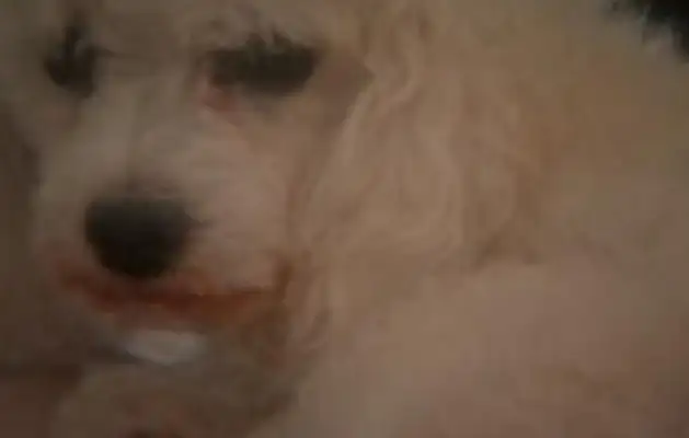 The little guest of honor fought for the Lord and the Bitter Dog