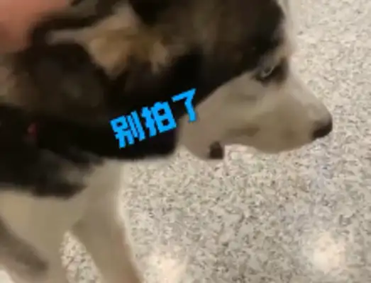 Stupid dog: these two dogs can't even eat without being stuck