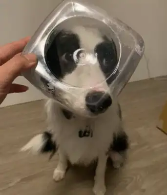 Stupid dog: these two dogs can't even eat without being stuck