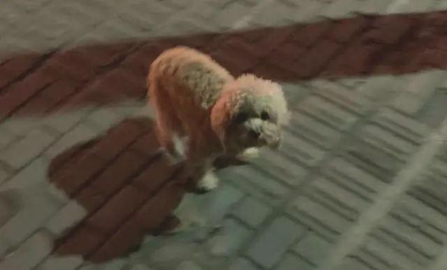 The stray dog lay on the sidewalk, the girl hugged in the sidewalk and wanted to leave, and the little one followed