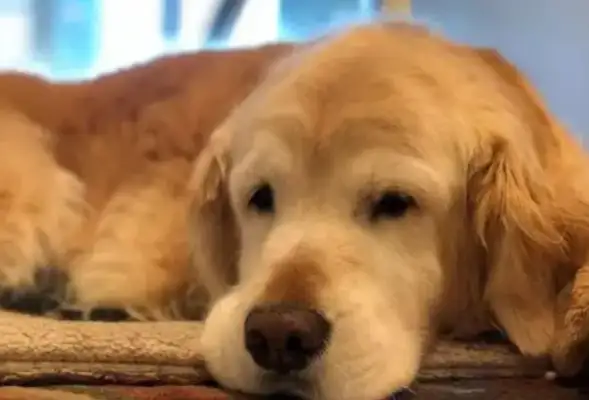 The woman was bitten by a dog in the neighborhood and her claim for medical expenses was denied