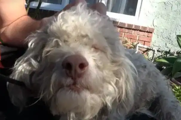 The VIP dog was in danger of being hit, the passersby came close, and the rescue knew it was invisible