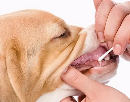 The British police will build the world's first dog gene pool to address the surge in dog theft during the epidemic