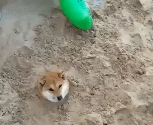 The dog was buried by the baby, only one head was shown, and the scene was funny