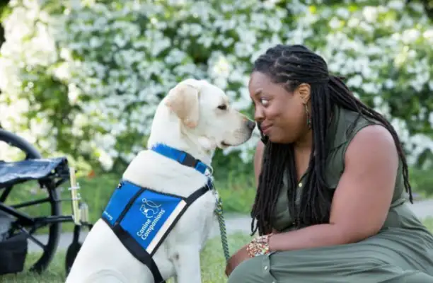The British police will build the world's first dog gene pool to address the surge in dog theft during the epidemic