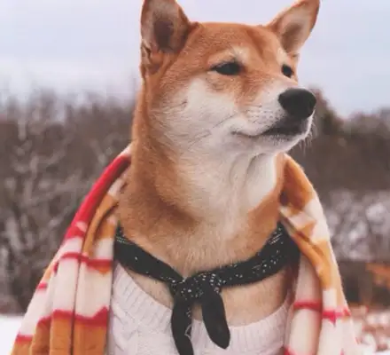 How do you get a dog to remember his name