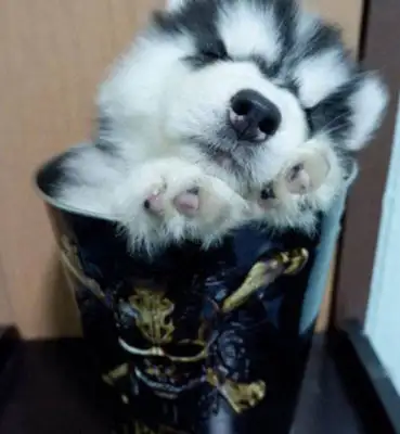 The dog made a mistake and was thrown out of a dumpster, and the owner thought he'd have memory and a good mind to see it