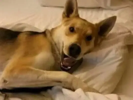 Fourteen months after the disappearance of the California sheepdog, there's been an explosion