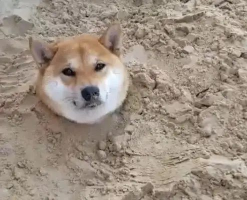 The dog was buried by the baby, only one head was shown, and the scene was funny