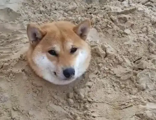 The dog was buried by the baby, only one head was shown, and the scene was funny