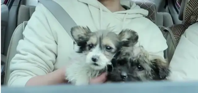 Two little stray dogs left behind in the ruins, shaking in cold, but still loved