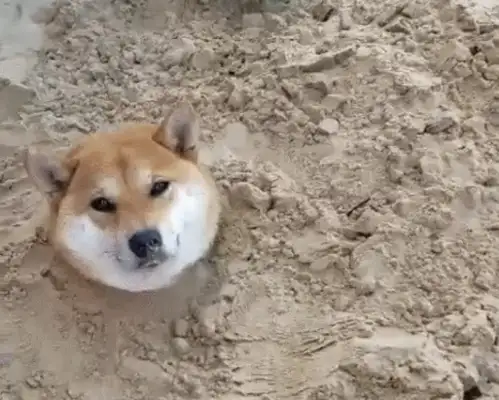 The dog was buried by the baby, only one head was shown, and the scene was funny