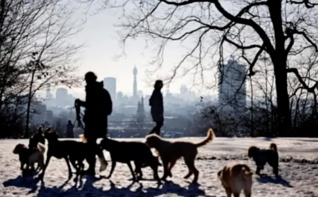 The British police will build the world's first dog gene pool to address the surge in dog theft during the epidemic