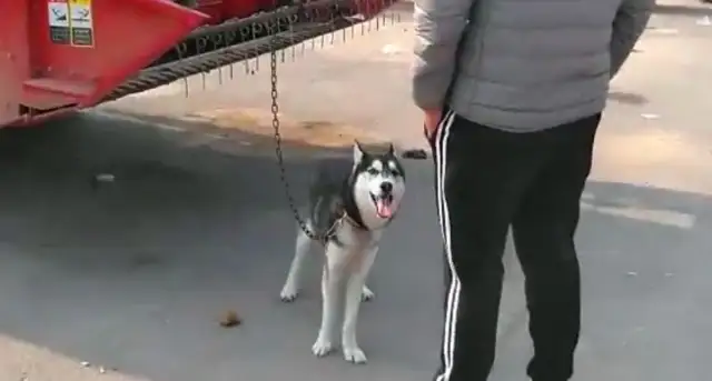 Haskei has been taken to Dog City for sale