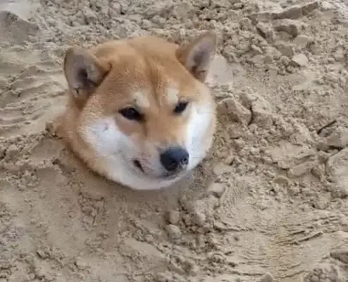 The dog was buried by the baby, only one head was shown, and the scene was funny