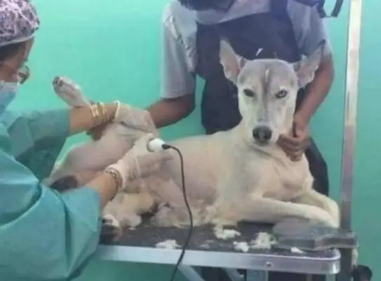 Take the dog to the pet store and shave it. Gas