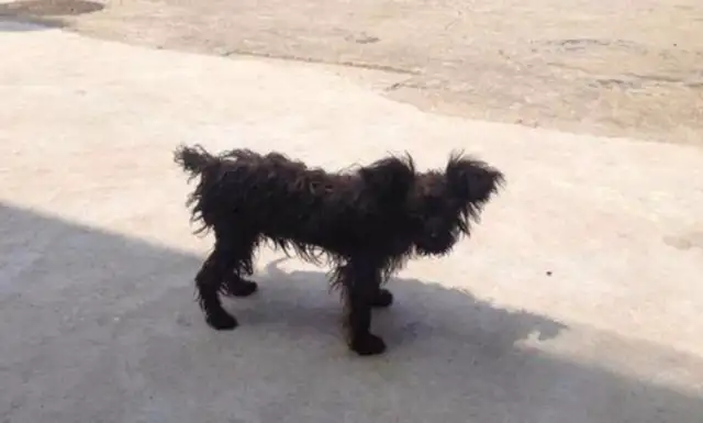 The stray dog was always at the door, and the netizens insisted on it