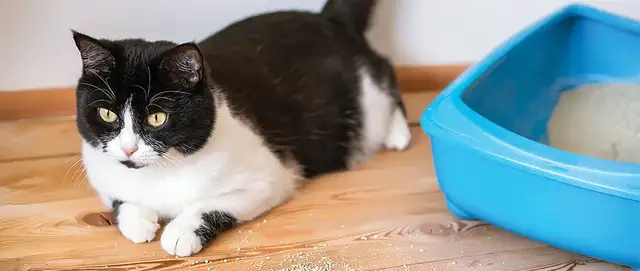 WHY IS MY CAT PISSING SO HARD? DECRYPT FLUTD AND ITS SYMPTOMS