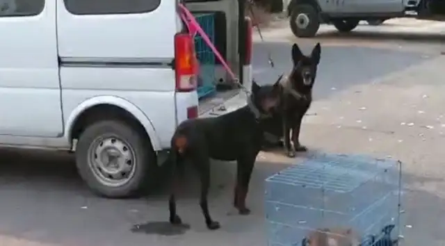 Haskei has been taken to Dog City for sale