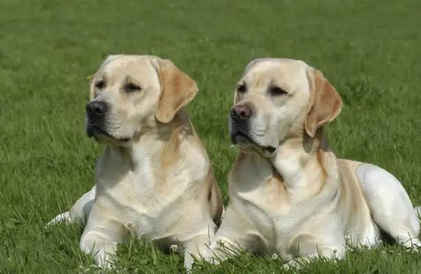 There are dogs and cattle and horses, and why are technology companies obsessed with making animals
